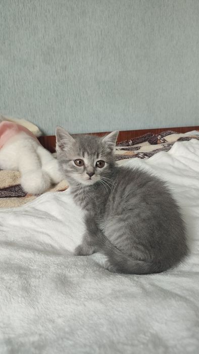 Британські котики