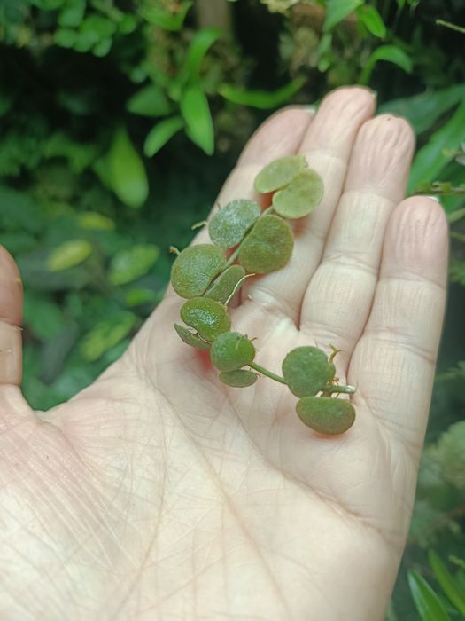 Дисхідія Dischidia cochleata