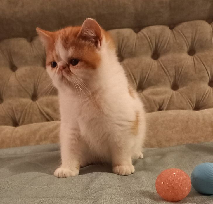 Екзоти з розплідника