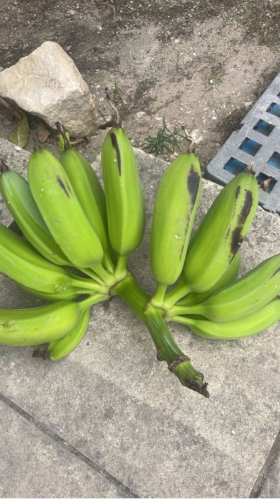 Mudas de bananeiras