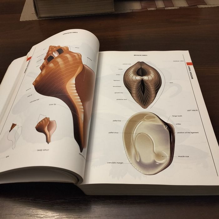 The Macmillan Visual Dictionary