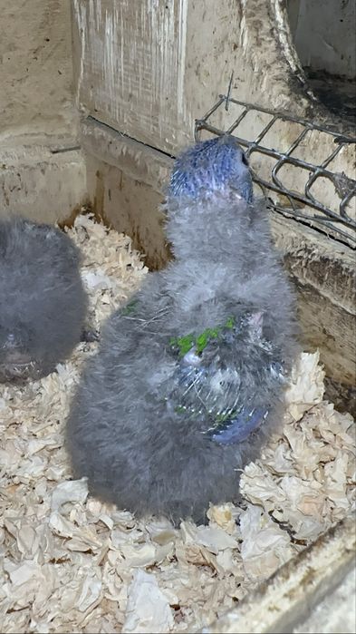 Loris molucanos para criar a mão