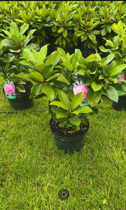 Rhododendron Różanecznik