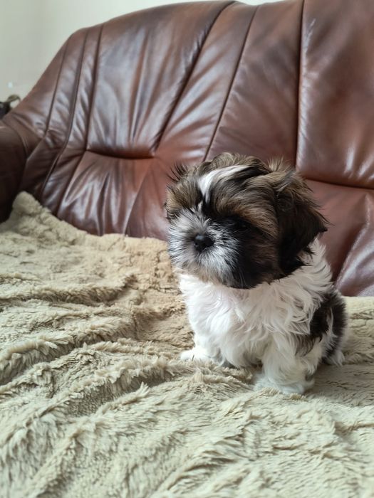 Szczeniak razy Shih Tzu