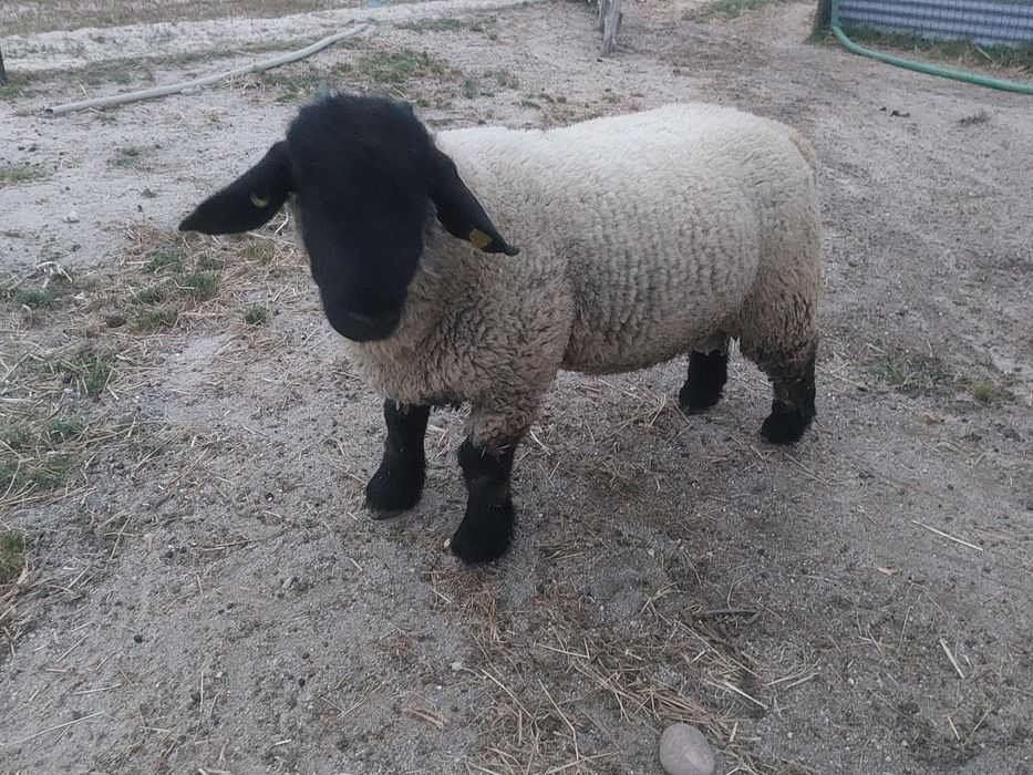 Casal Suffolk com pedigree
