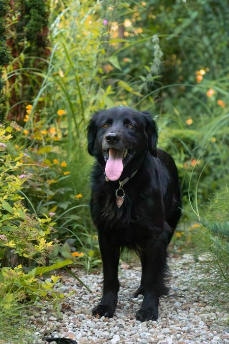 Flat Coated Retriever.