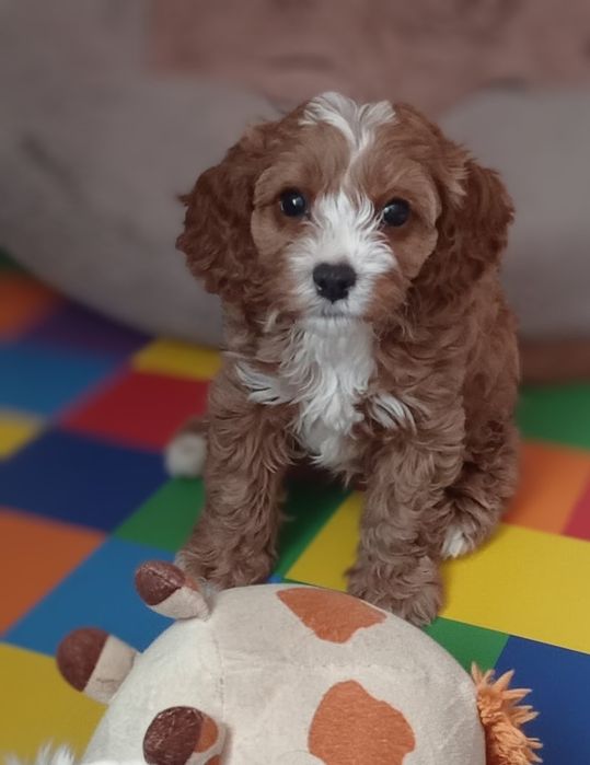 Cavapoo F1 suczka