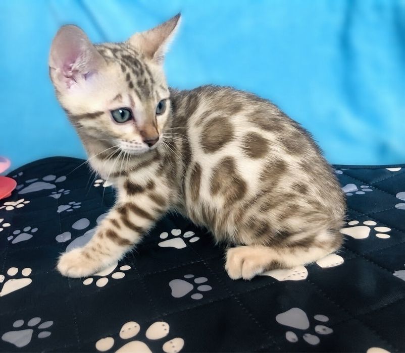 Бенгальське кошеня Мінк