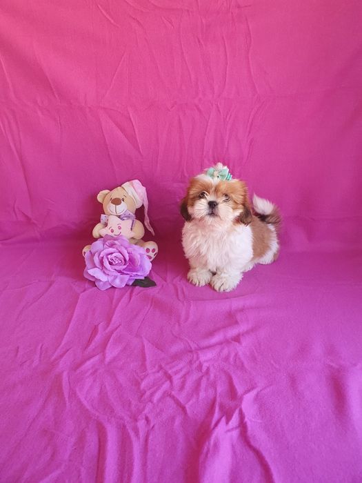 Shih-tzu Fêmea Maravilhosa