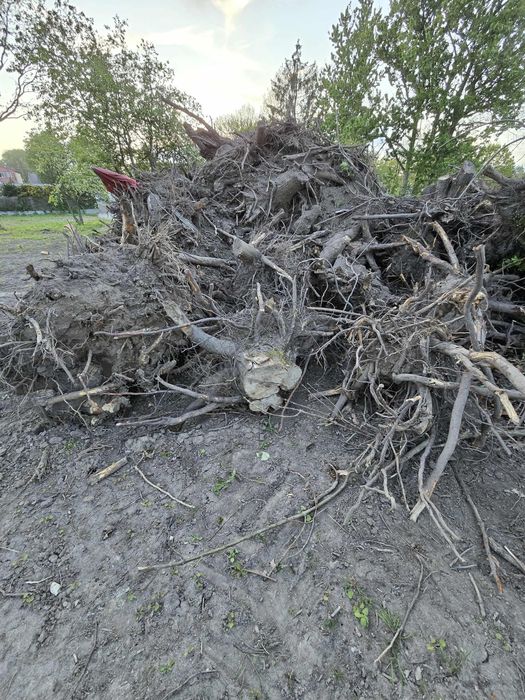 Oddam za darmo korzenie