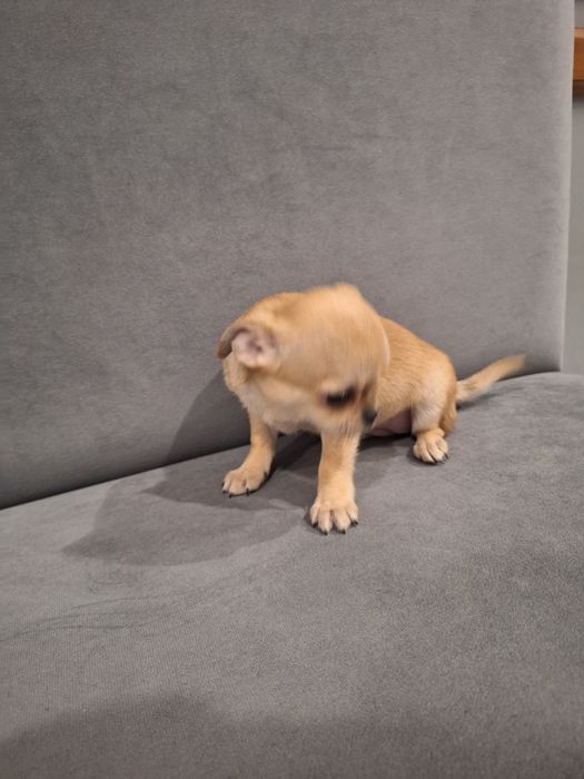 Piesek 11tyg mini gotowy do odbioru