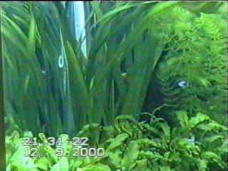 Vallisneria Gigantea