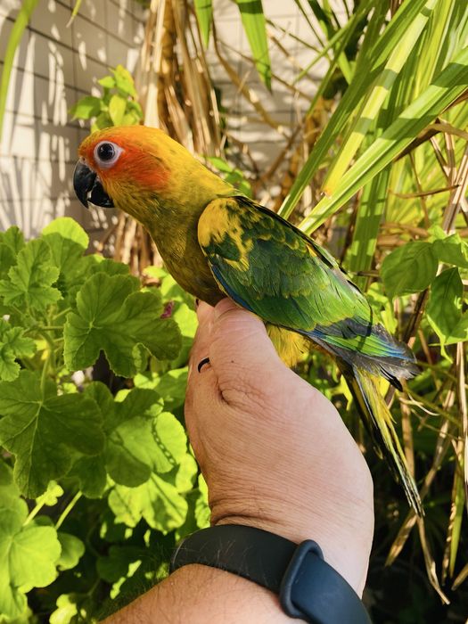 Aratinga do sol domesticado grande oportunidade.