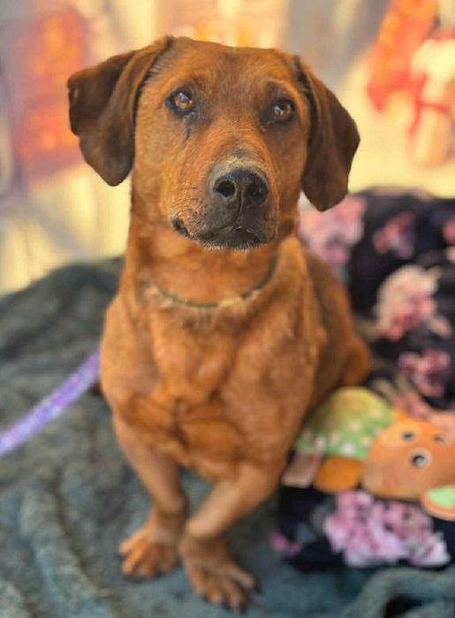 Jamnikowaty chłopak pilnie szuka domu