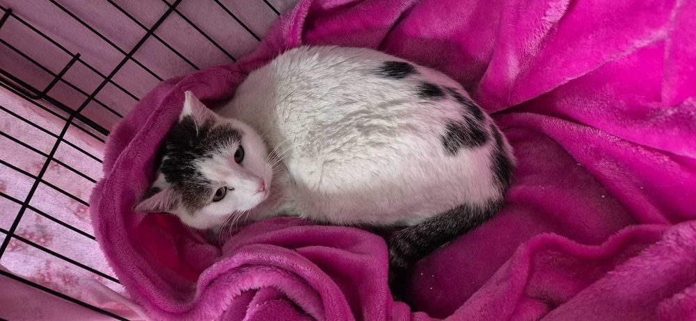 Gato para adoção consciente