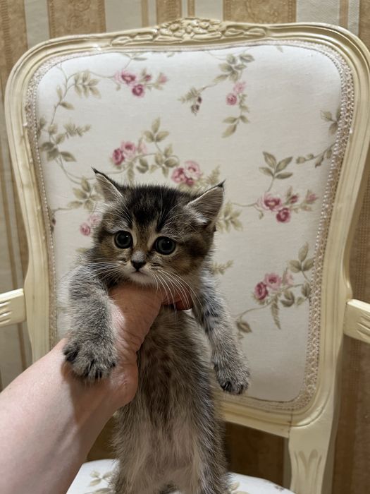 Британські котенята котики кошенята