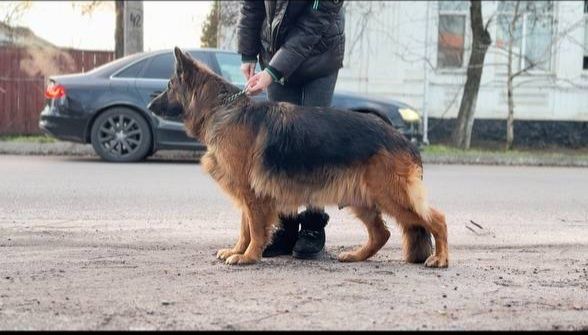 Відкрито попереднє бронювання цуценят