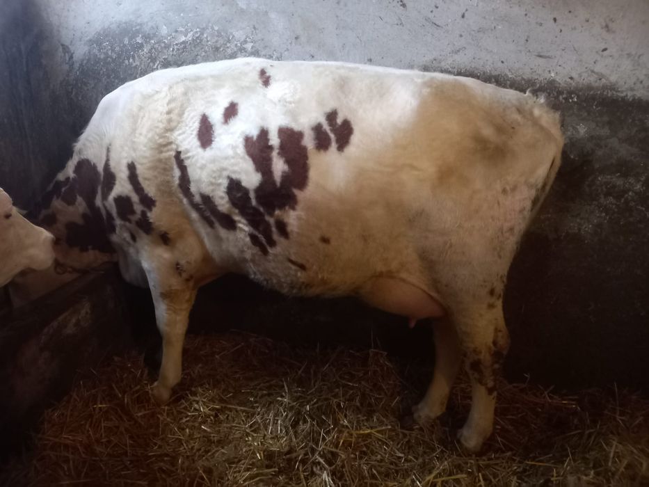 Krowy młode mleczne