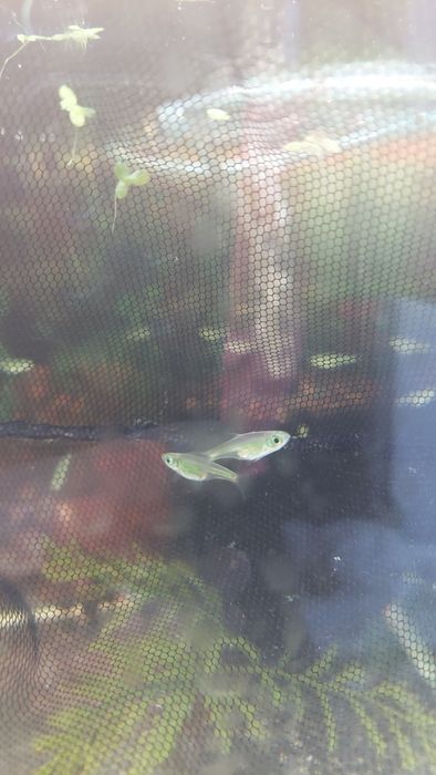 Razbora kubotai (Microdevario kubotai) WYSYŁKA AKWAWIN