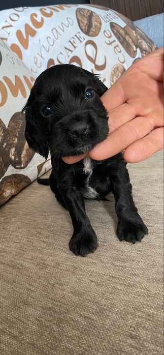 Cocker spaniel piesek