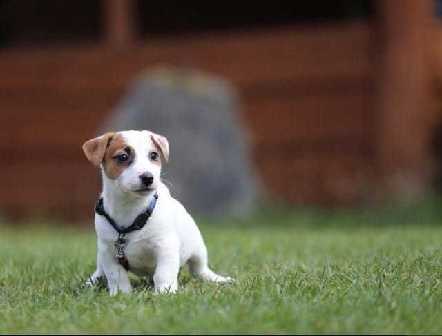 Jack Russel Terrier szczeniak