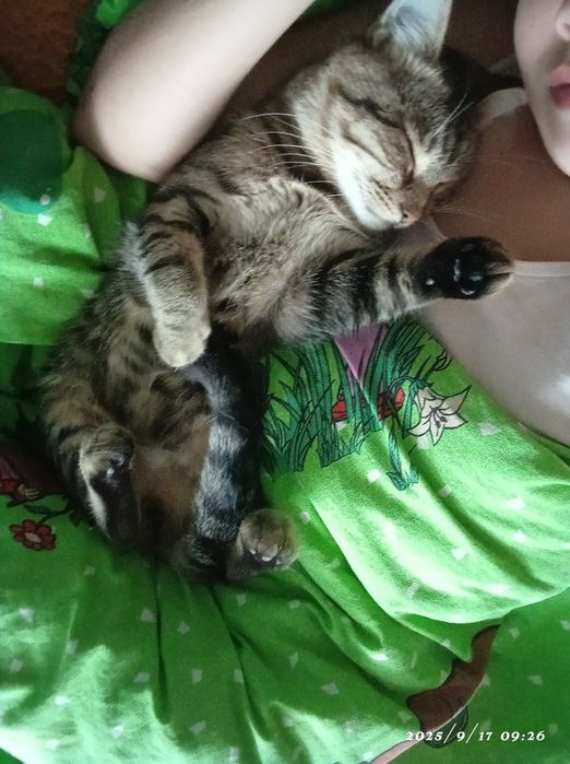 Продаю кота в добрі куки