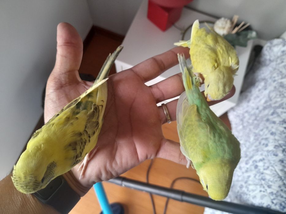 Piriquitos australianos