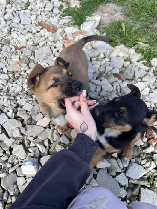 Віддамо 2 красунечок в добрі руки , бажанно в одні