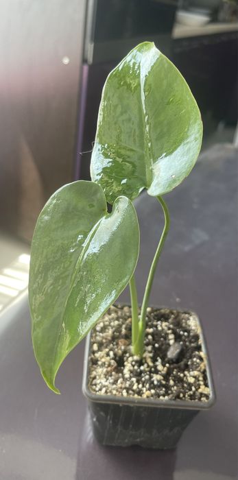 Монстера Deliciosa ( філодендрон). Вкорінена рослина.