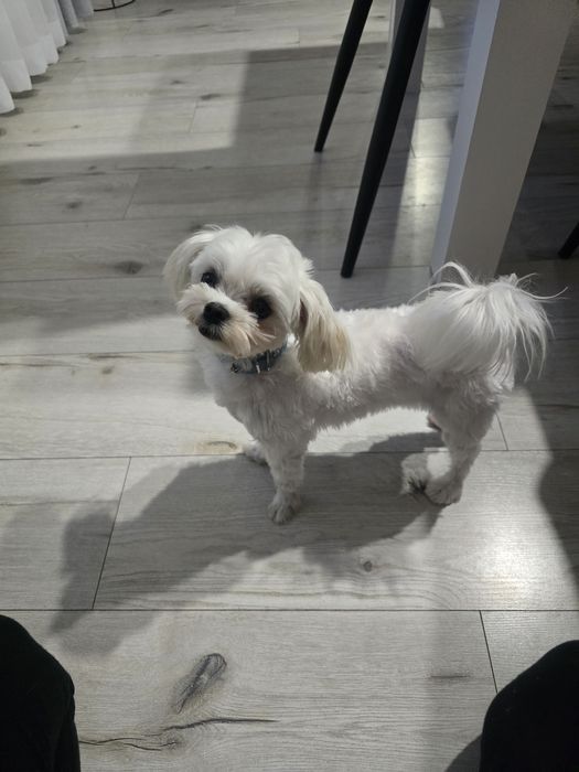 Maltańczyk - reproduktor