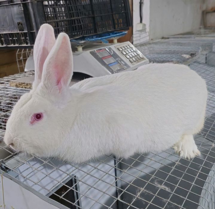 Кроличка породи темонська біла