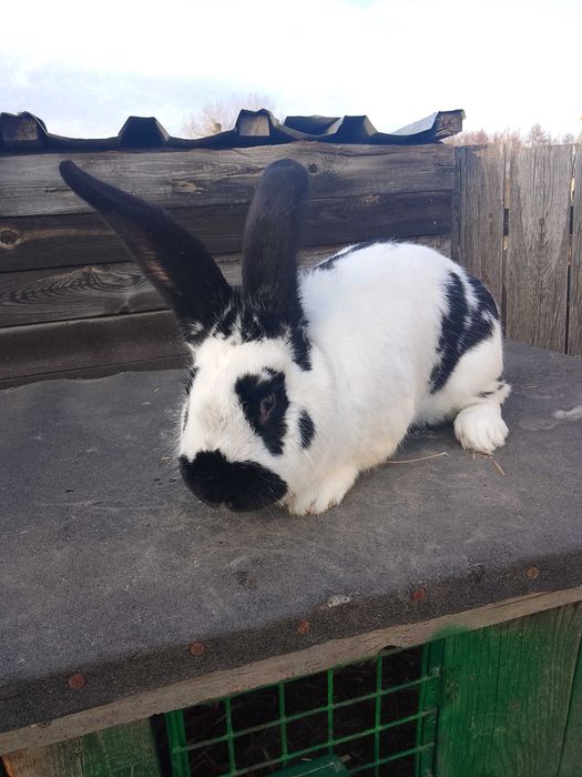 Samiec srokacz niemiecki