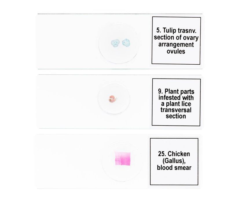 Discovery DPS 25 / Zestaw preparatów mikroskopowych