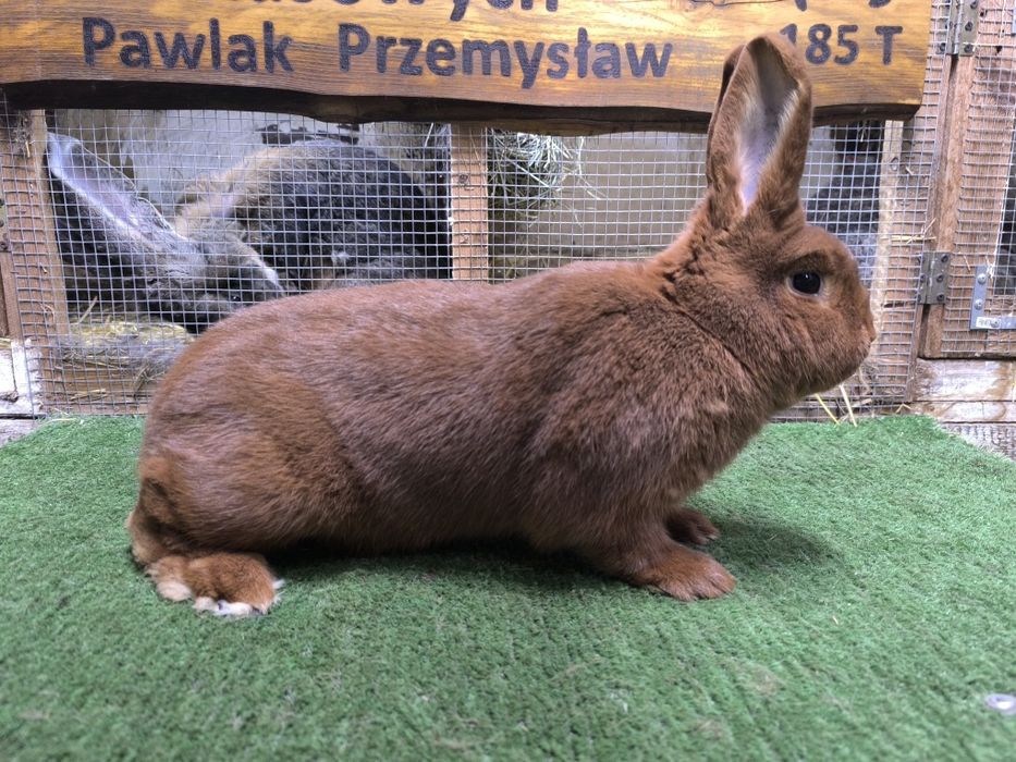 Samica nowozelandzki czerwony NC