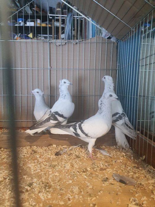 Sprzedam gołębie żałobniki