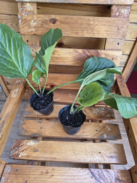 Bergenia sercowata kwiaty różowe