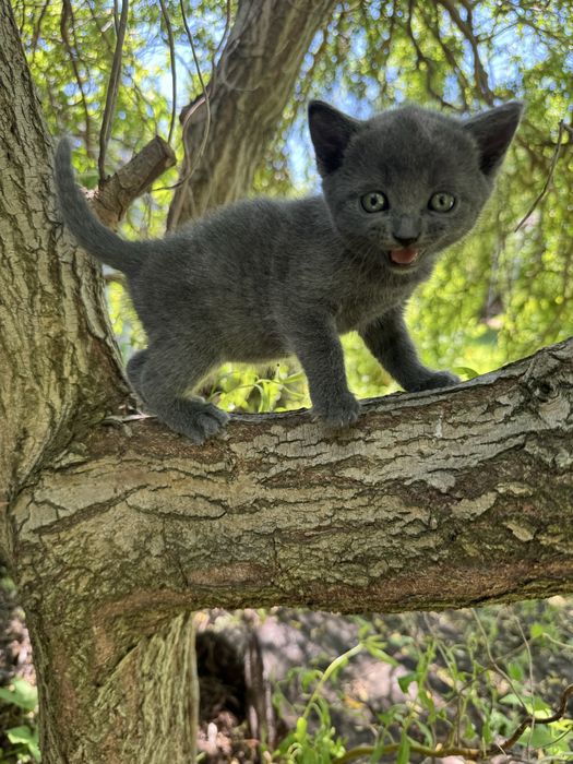 Британские котята