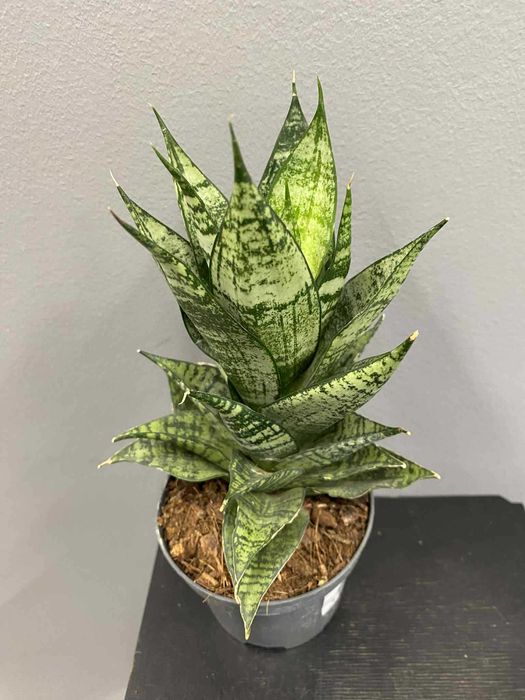 Sansevieria Erlandel Crown Sansewieria Doniczka 9 cm