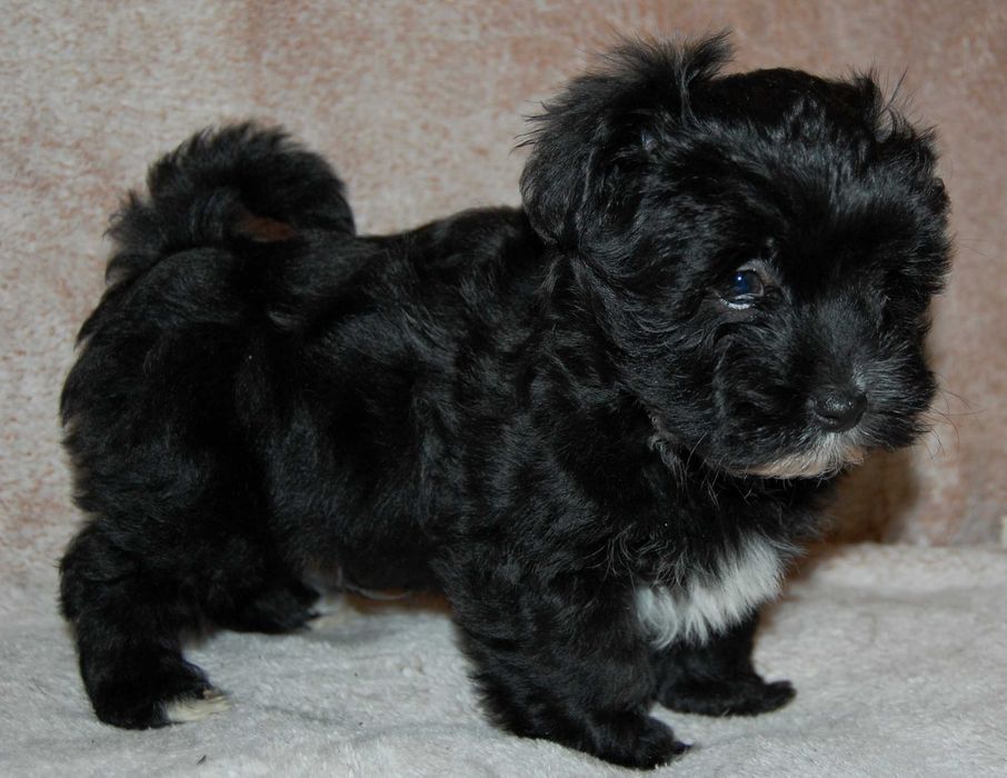 Hawańczyk śliczny  pieseky