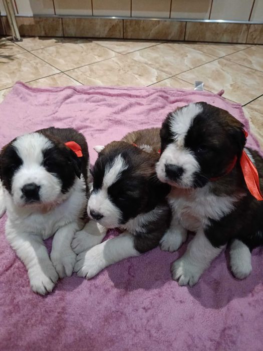 Bernardyn zapraszam do rezerwacji