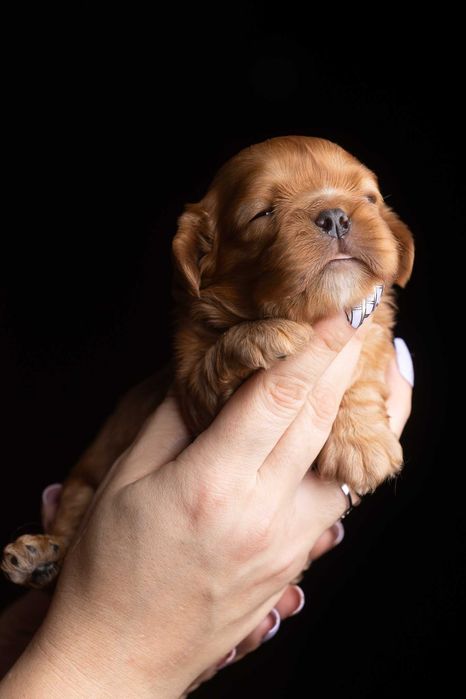 Cavalier King Charles Spaniel* Chłopczyk ruby