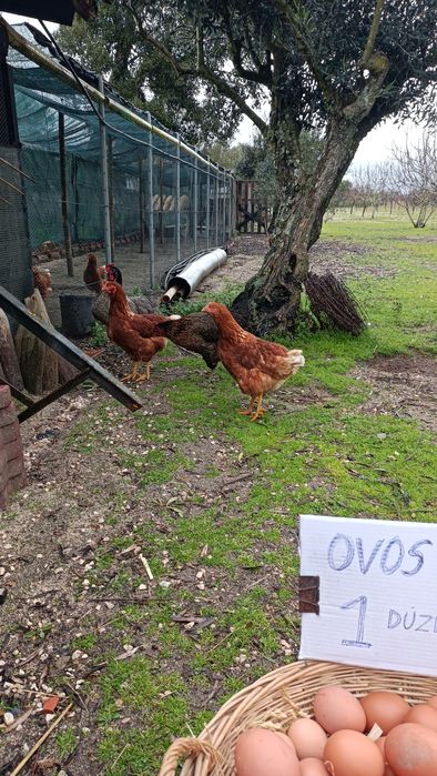 Dúzia ovos caseiros/matinados