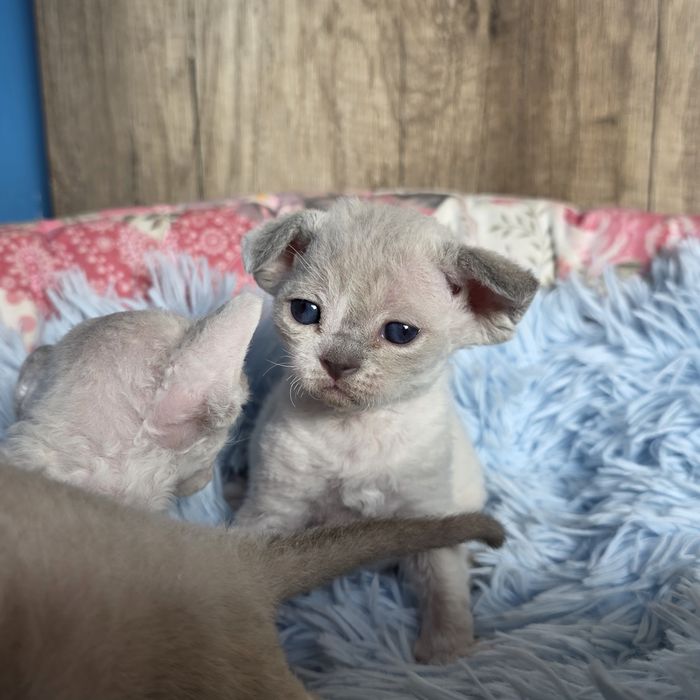 Śliczny kocurek Devon rex Fpl