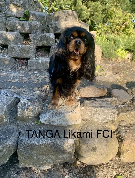 Cavalier King Charles Spaniel- piesek- ZKwP (FCI)