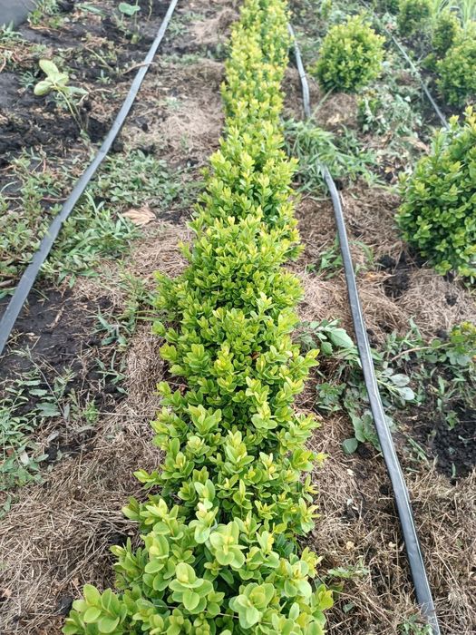 Самшит вкорінені черенки від 10грн шт