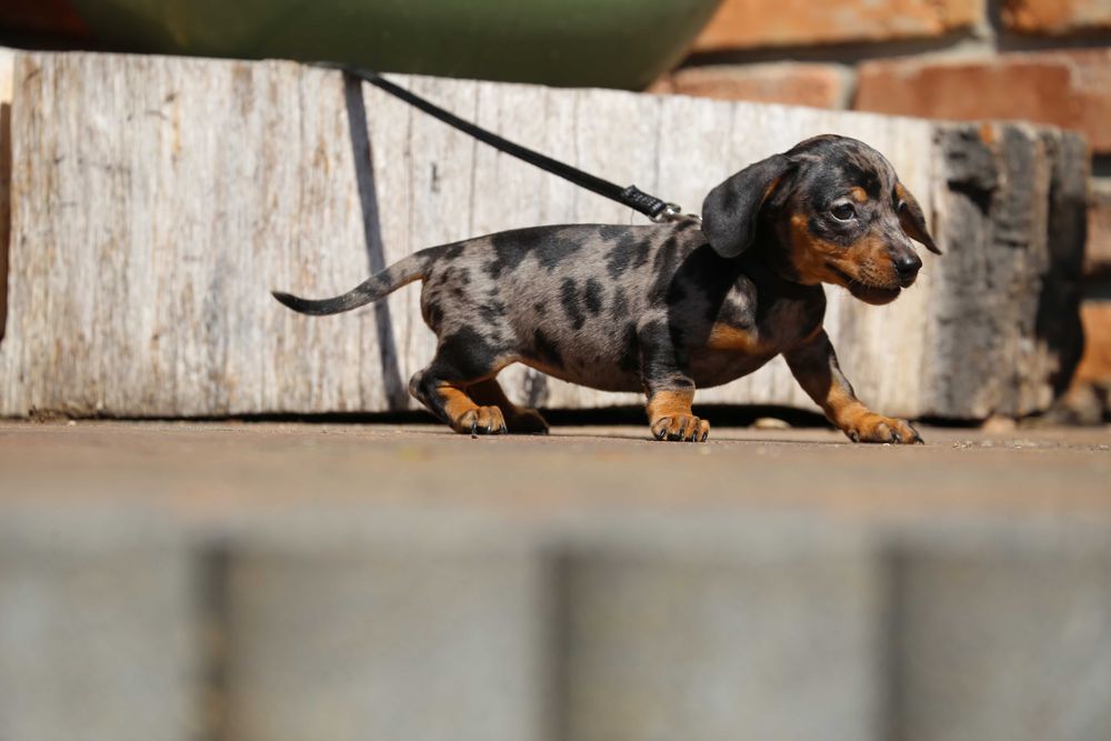 Jamnik blue - merle szczeniak
