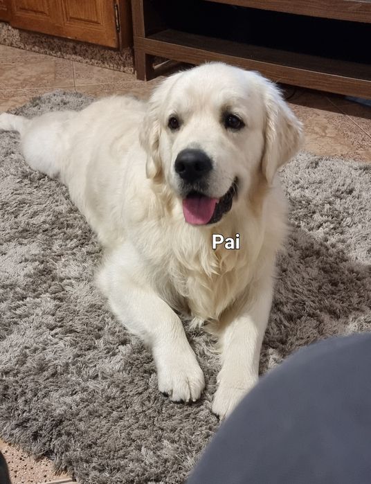 Golden Retriever fêmea