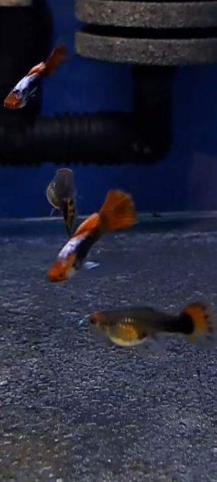 Gupiki koi tuxedo 3 samiczki i 7 samcy okazja