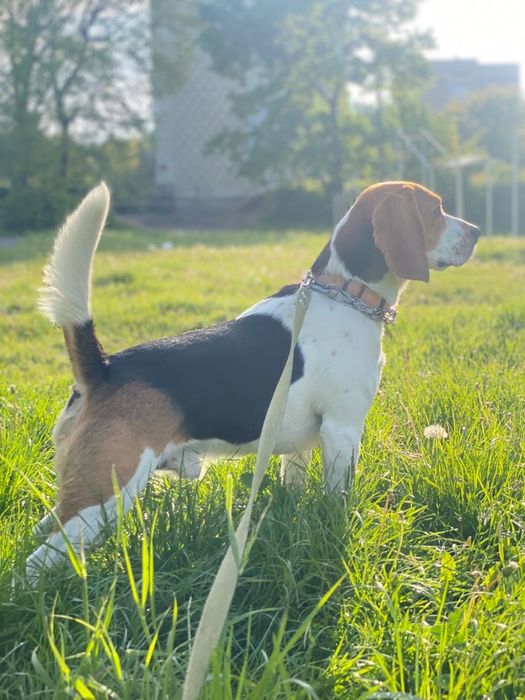 Вʼязка бігль кобеля