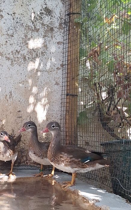 Patos mandarim 2026